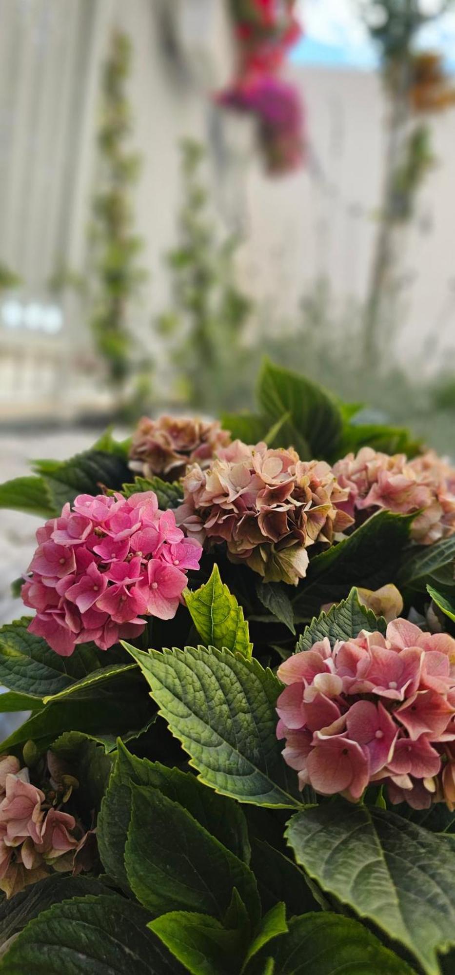 格拉纳达Albayda Garden公寓 外观 照片